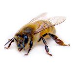 Ochrona pszczół i stosowanie środków ochrony roślin